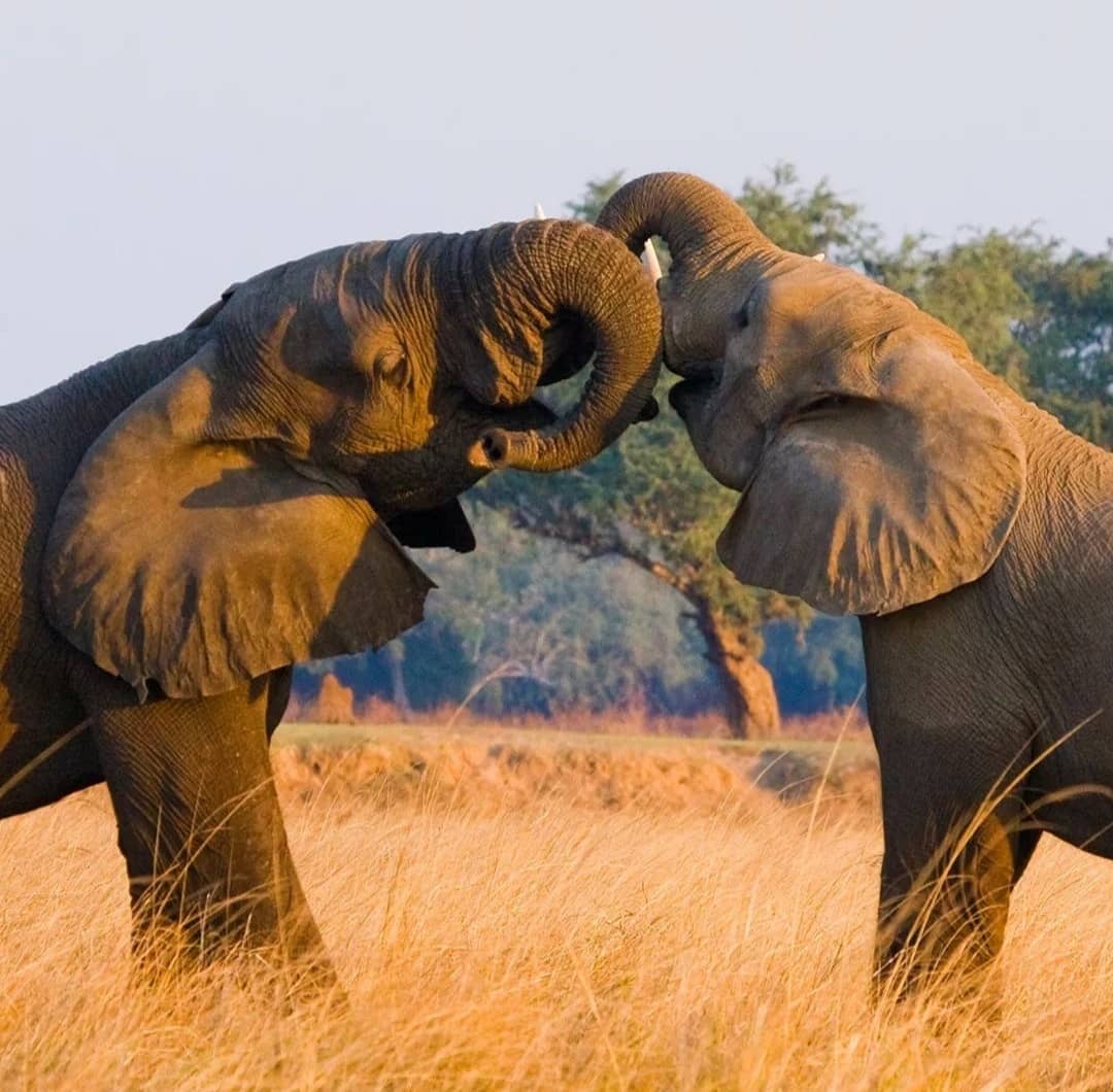 10 Days Explore The Southern Circuit safari image 1