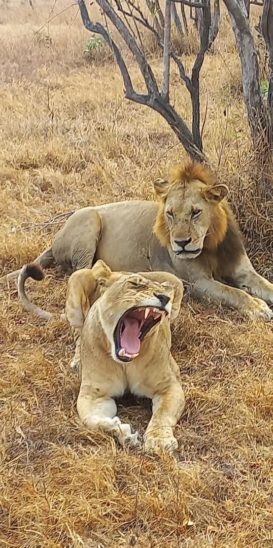 2 Days 1 Night fly – in to Mikumi Luxury Safari safari image 1