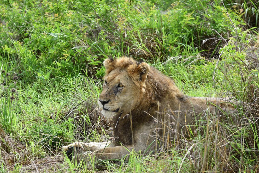 3-Day 2 Nights Home of Lion(Ruaha National Park) safari image 1