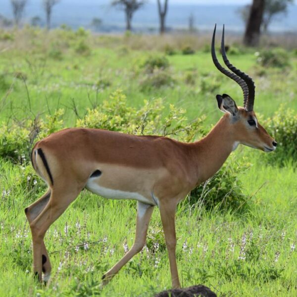 3-Day 2 Nights Mikumi Adventure Safari safari image 1