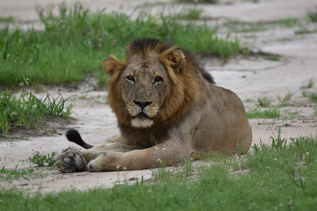 3-Day 2 Nights Safari to Mikumi National Park safari image 1