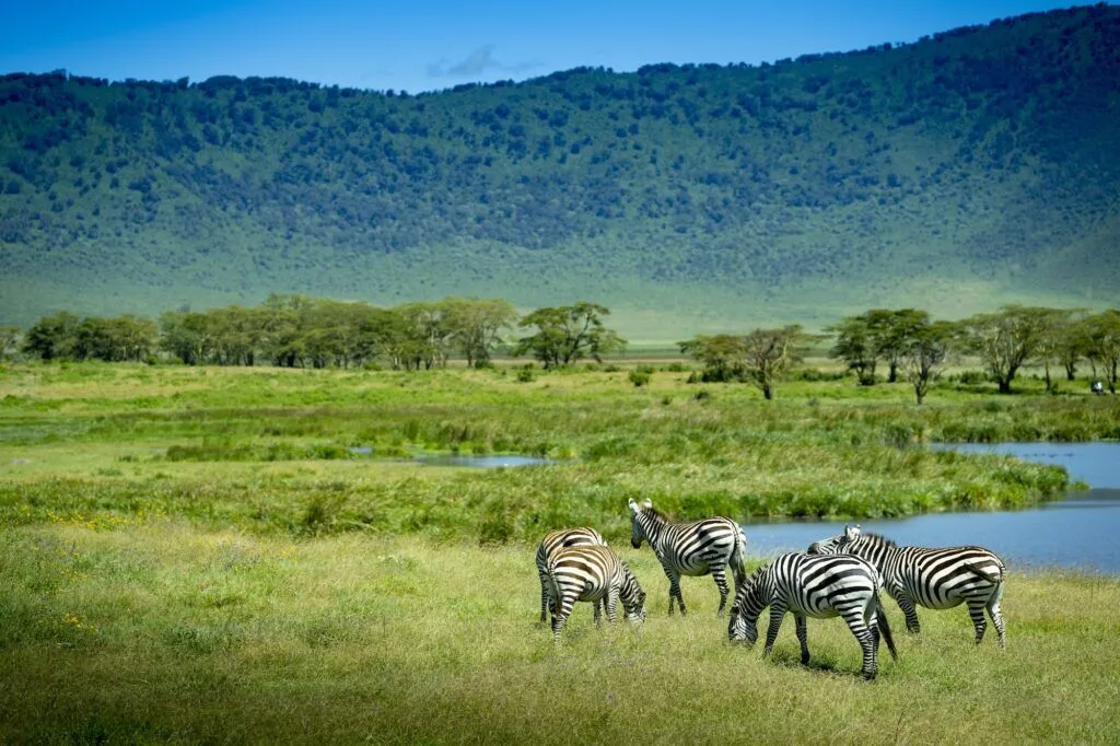 3-Day Selous (Nyerere NP)Boat, Game Drive & Walking Safari safari image 1
