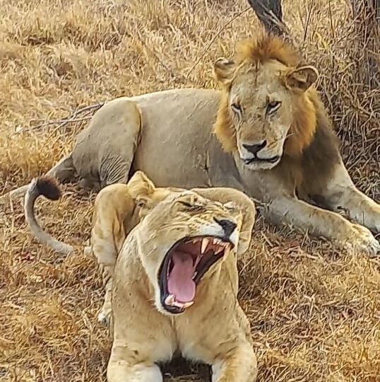 3 Days 2 Nights Nyerere National Park Safari by flight safari image 1