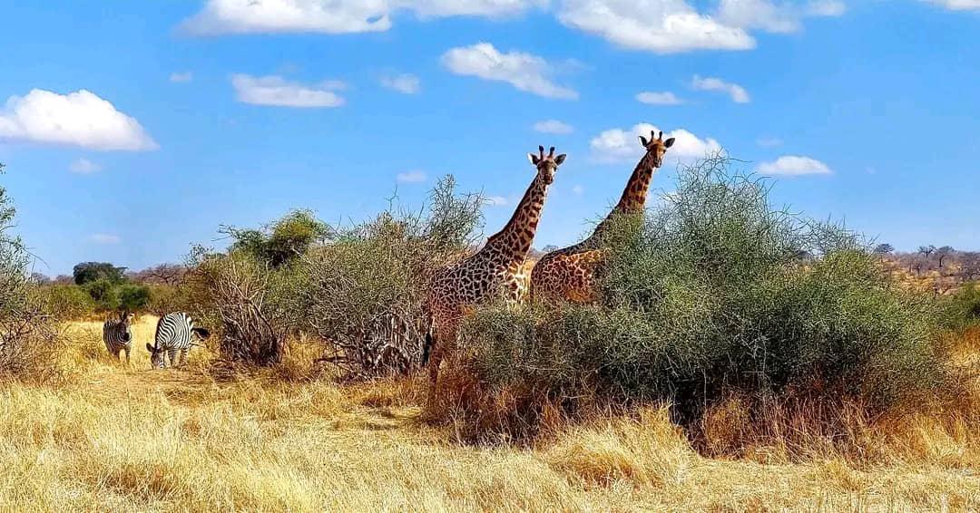 4 Days / 3 Nights (Serengeti & Ngorongoro crater) safari image 1