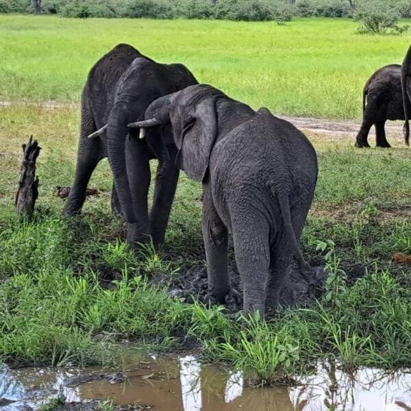 5-Days 4 Nights Mikumi and Nyerere Adventure Safari safari image 1