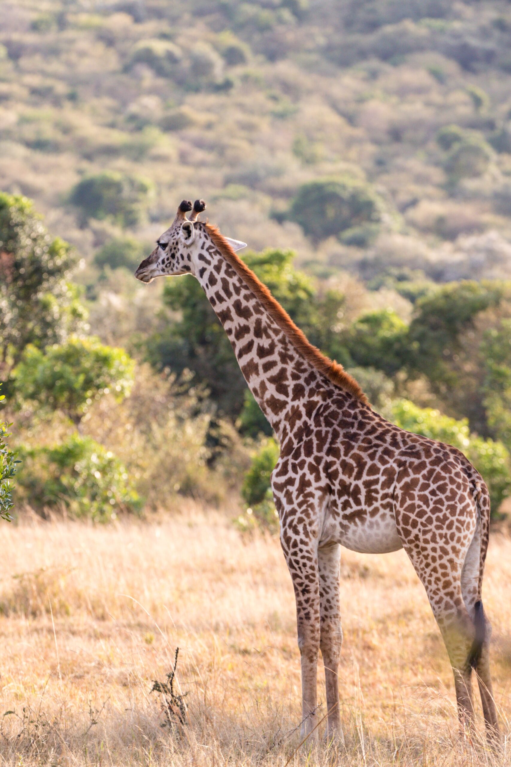 5-Days The Beauty of Ruaha and Mikumi National Park safari image 1