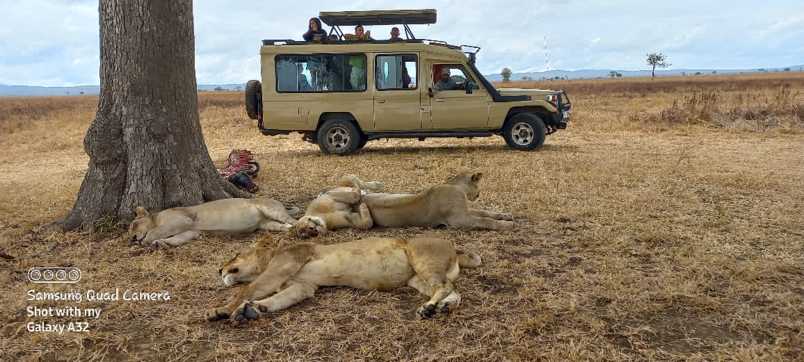 Awesome Mikumi National Park from Morogoro safari image 1